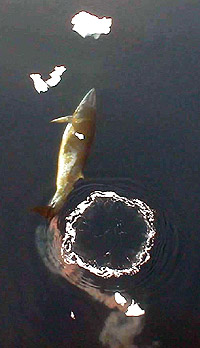 Igualzinho ao que voc&ecirc; j&aacute; deve ter visto na banheira (quando era crian&ccedil;a, &eacute; claro), s&oacute; que maior, muito maior...