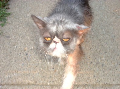 Este &eacute; o Boo. Um nome bastante adequado, n&atilde;o?