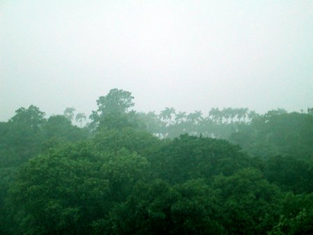 O Jardim Bot�nico, visto da minha janela, belo, mesmo com chuva