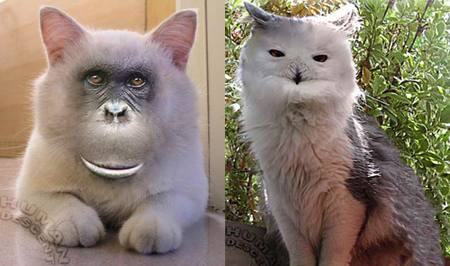 (N&atilde;o t&atilde;o) breve na loja de animais de estima&ccedil;&atilde;o mais pr&oacute;xima da sua casa.