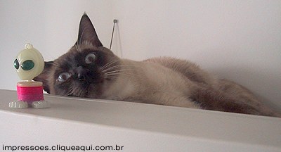 Daqui n�o saio, daqui ningu�m me tira!