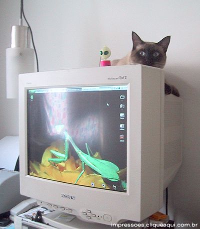 O gato Ravel, o Alien�gena e o Louva-Deus