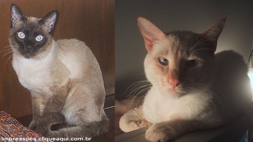 Parabens para n&oacute;s, nesta data querida...