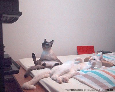 O que ser� que esses gatos est�o vendo na TV com tamanha aten��o?