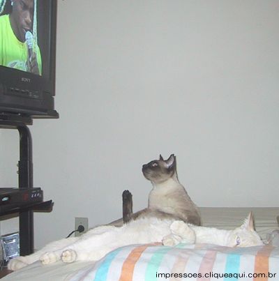 Doming�o do Faust�o! Oh, c�us...