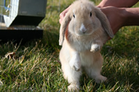 Toby vai virar guisado em junho